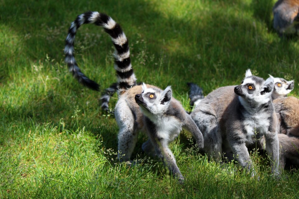 Madagascar species of primate lemur catta