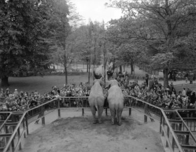 Goedkope dag in Artis, olifanten, Bestanddeelnr 909-5656