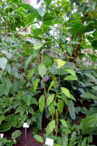 Goethea strictiflora - Botanischer Garten - Heidelberg, Germany - DSC01073