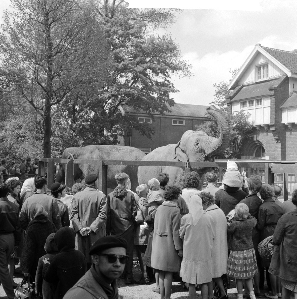 Goedkope dag in Artis, menigte bij olifant, Bestanddeelnr 913-9803