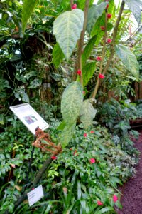 Goethea cauliflora - Flora park - Cologne, Germany - DSC00618