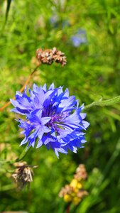 Close up flower blue