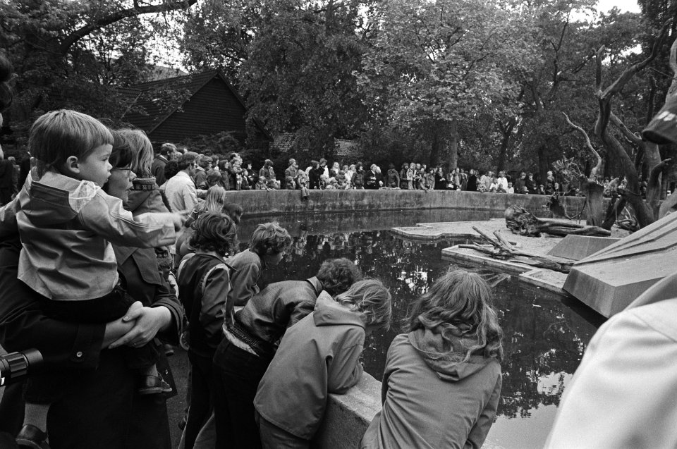 Goedkope dag in Artis, grote drukte bij de apenrots, Bestanddeelnr 928-6069