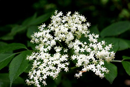 Floral summer natural