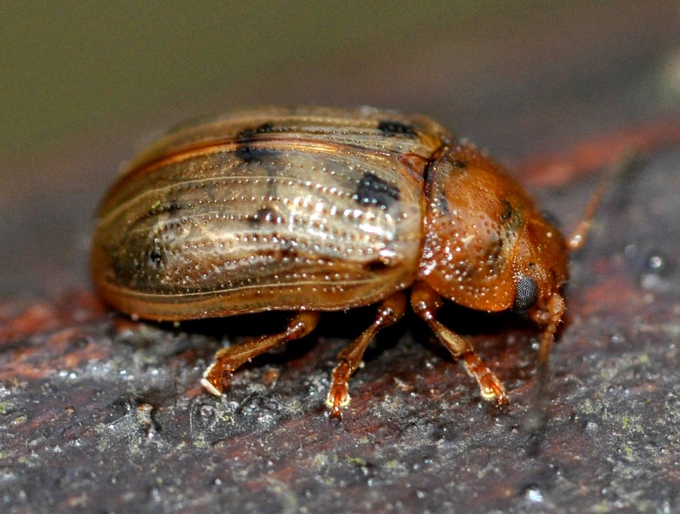 Gonioctena-quinquepunctata-05-fws