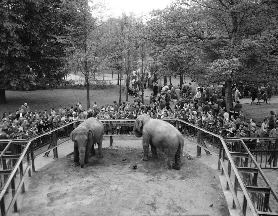 Goedkope dag in Artis, olifanten, Bestanddeelnr 909-5655