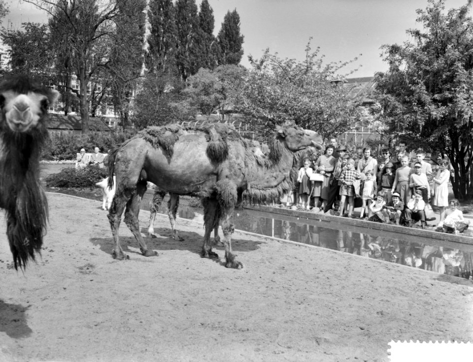 Goedkope dag in Artis, drukte bij de kamelen, Bestanddeelnr 910-3500