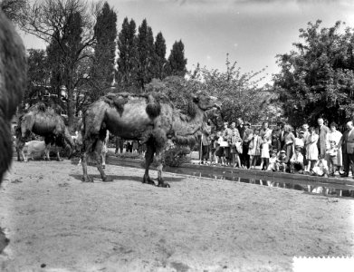 Goedkope dag in Artis, drukte bij de kamelen, Bestanddeelnr 910-3501
