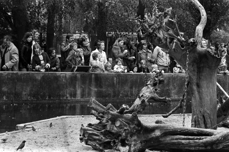 Goedkope dag in Artis, grote drukte bij de apenrots, Bestanddeelnr 928-6070