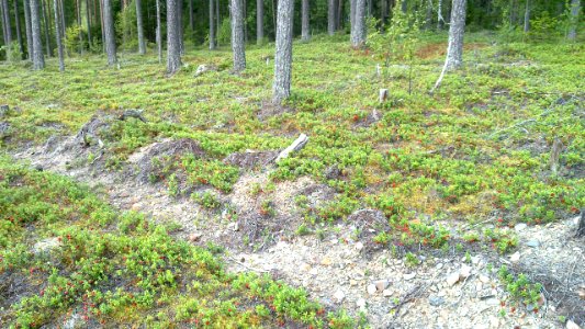 Good lingonberry spot