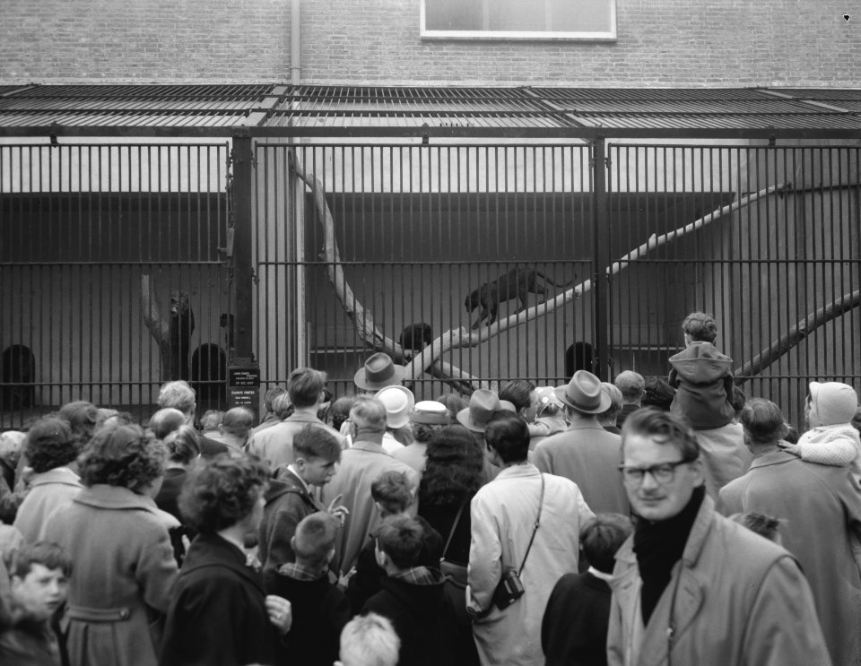 Goedkope dag in Artis, Bestanddeelnr 909-5654
