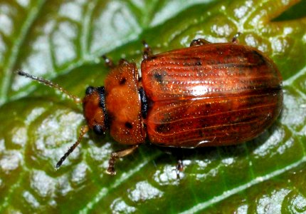 Gonioctena-quinquepunctata-01-fws