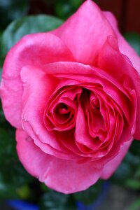 Garden flower pink rose photo