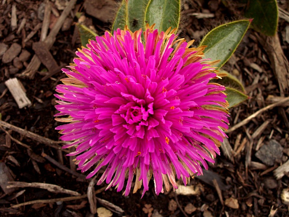 Gomphrena ‘Pink Zazzle™,’ Phipps Conservatory Outdoor Garden, 2015-10-01, 02