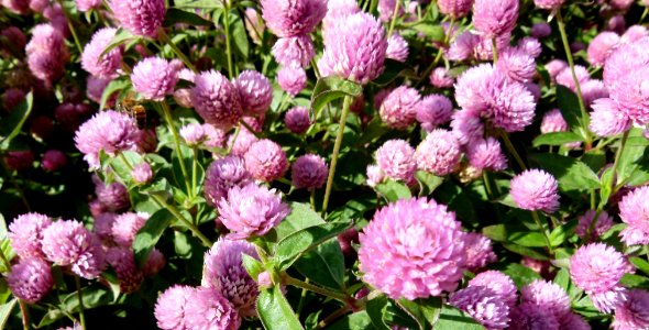 Gomphrena globosa serres du Luxembourg