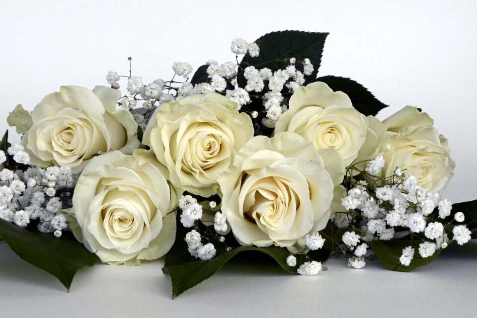 White gypsophila flower
