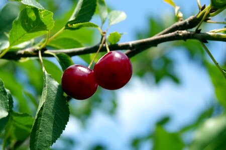 Tree branch sprig