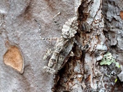 Gonatista grisea 01