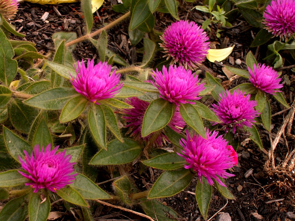 Gomphrena ‘Pink Zazzle™,’ Phipps Conservatory Outdoor Garden, 2015-10-01, 03