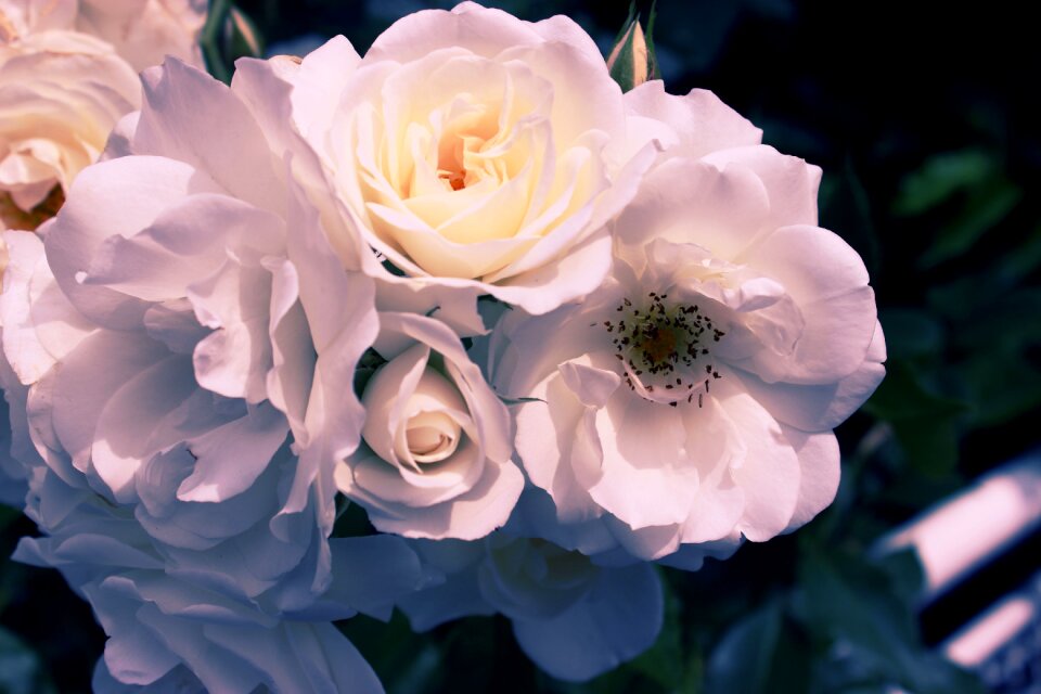 Nature floral plant