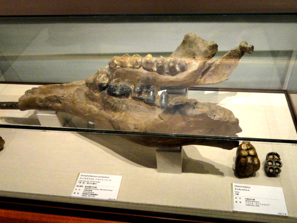 Gomphotherium annectens - Kyoto University Museum - DSC06414
