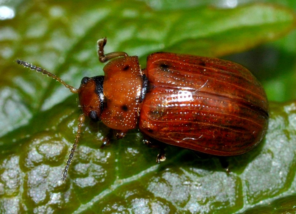 Gonioctena-quinquepunctata-02-fws