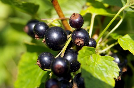 Fruit vitamins jam