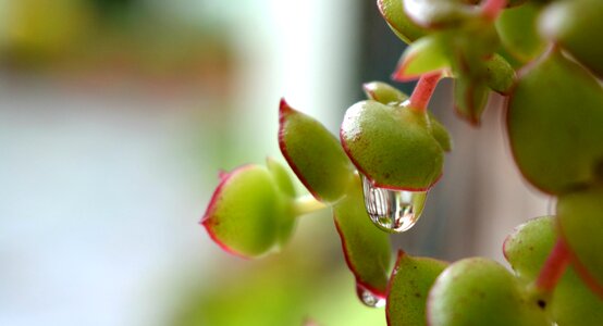 Water rain vegetable