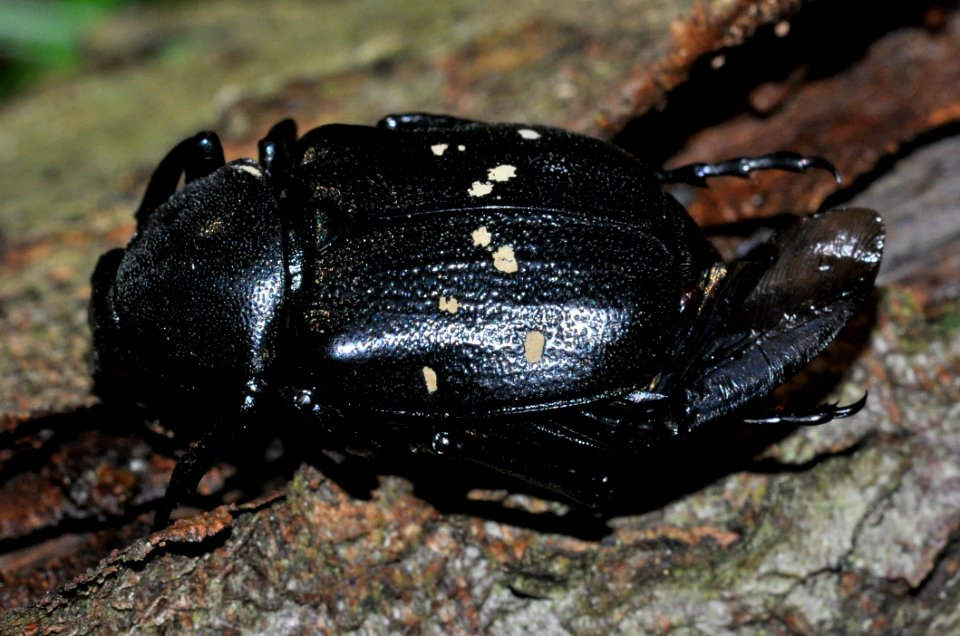 Gnorimus-variabilis-02-fws
