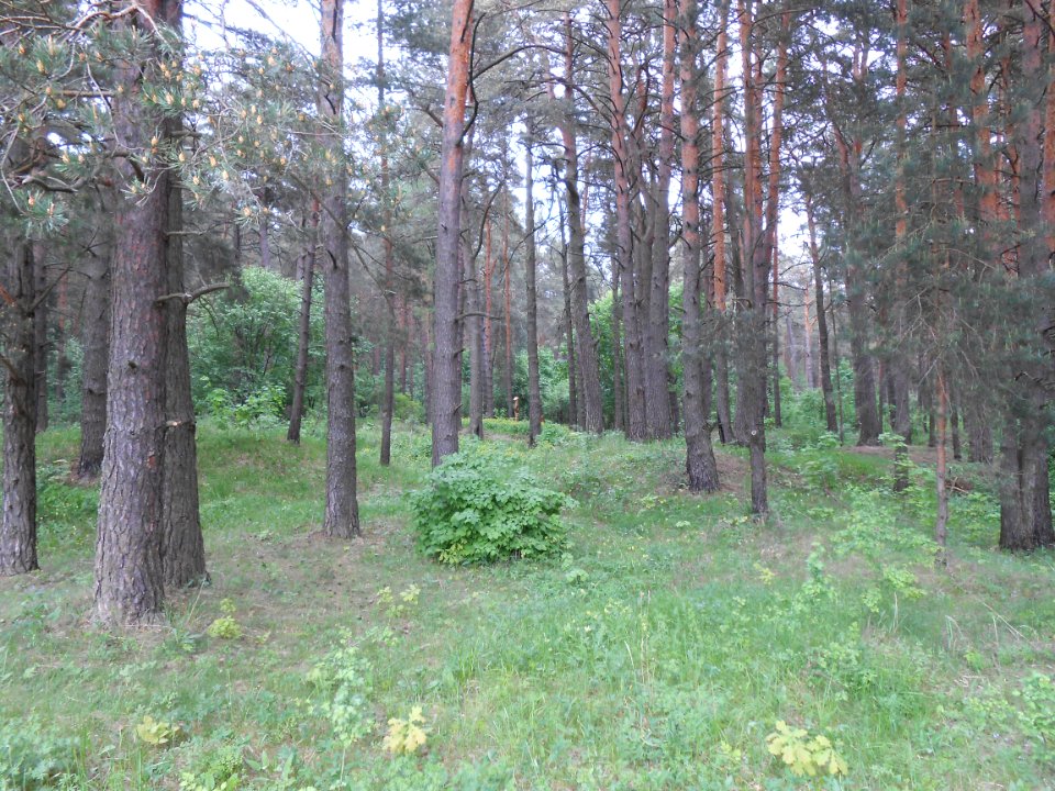 Gnezdovo complex - Forest kurgan group - 21