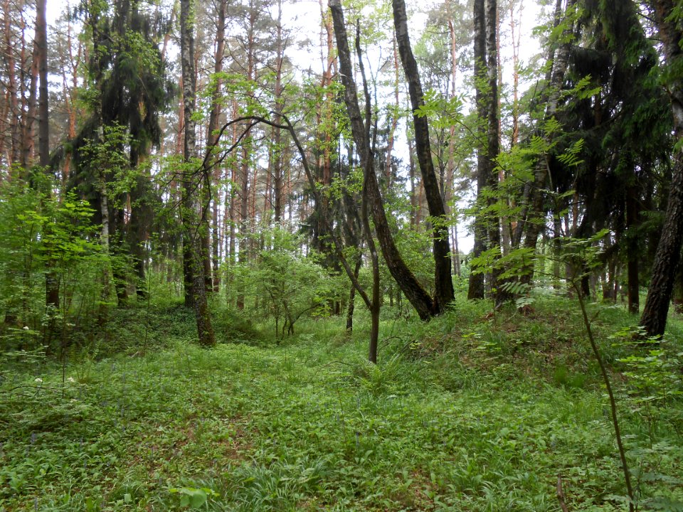 Gnezdovo complex - Forest kurgan group - 16