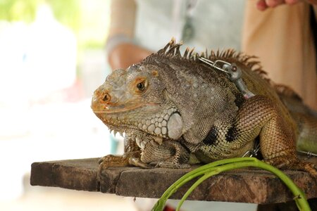 Wildlife lizard reptiles