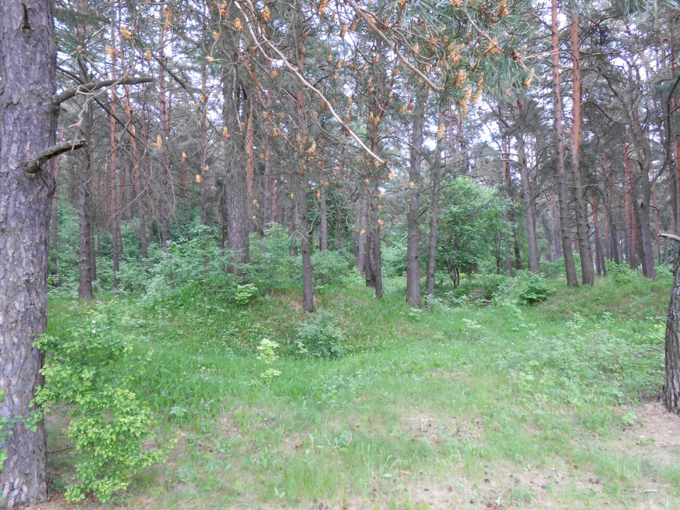Gnezdovo complex - Forest kurgan group - 20