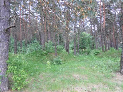 Gnezdovo complex - Forest kurgan group - 20