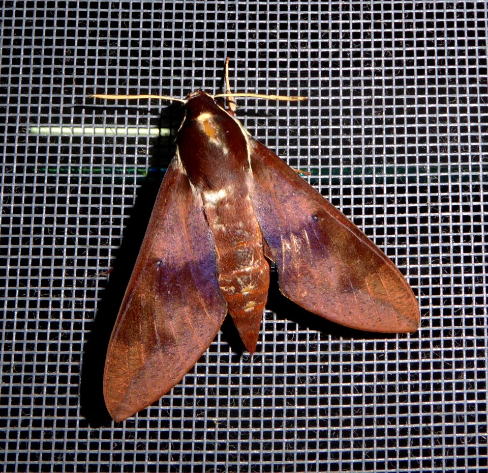 Gnathothlibus erotus 11188524