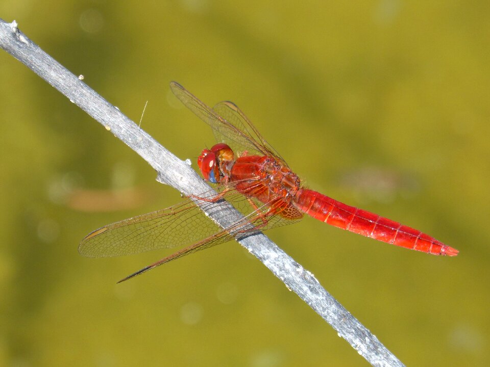 Wetland pond erythraea crocothemis