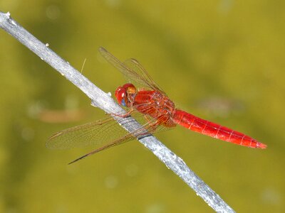 Wetland pond erythraea crocothemis