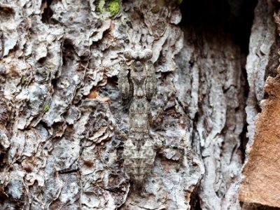 Gonatista grisea 03