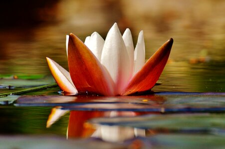 Plant pond blossom