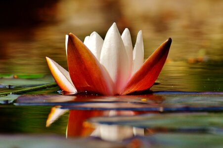 Plant pond blossom photo