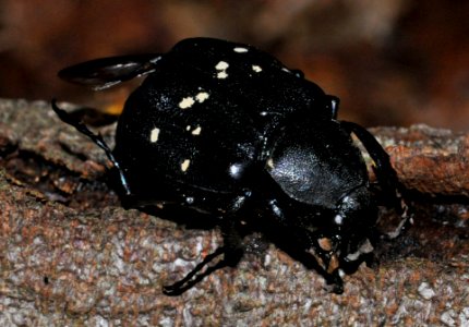 Gnorimus-variabilis-03-fws