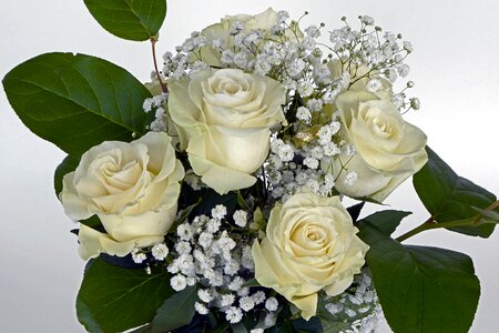 White gypsophila flower photo