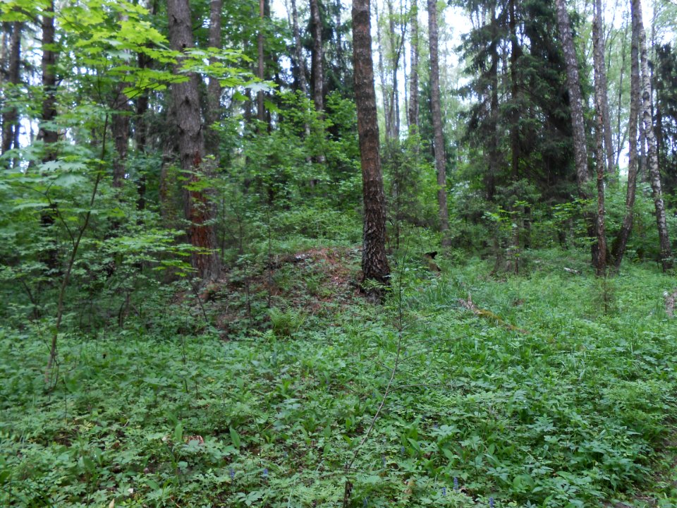 Gnezdovo complex - Forest kurgan group - 07