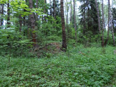 Gnezdovo complex - Forest kurgan group - 07