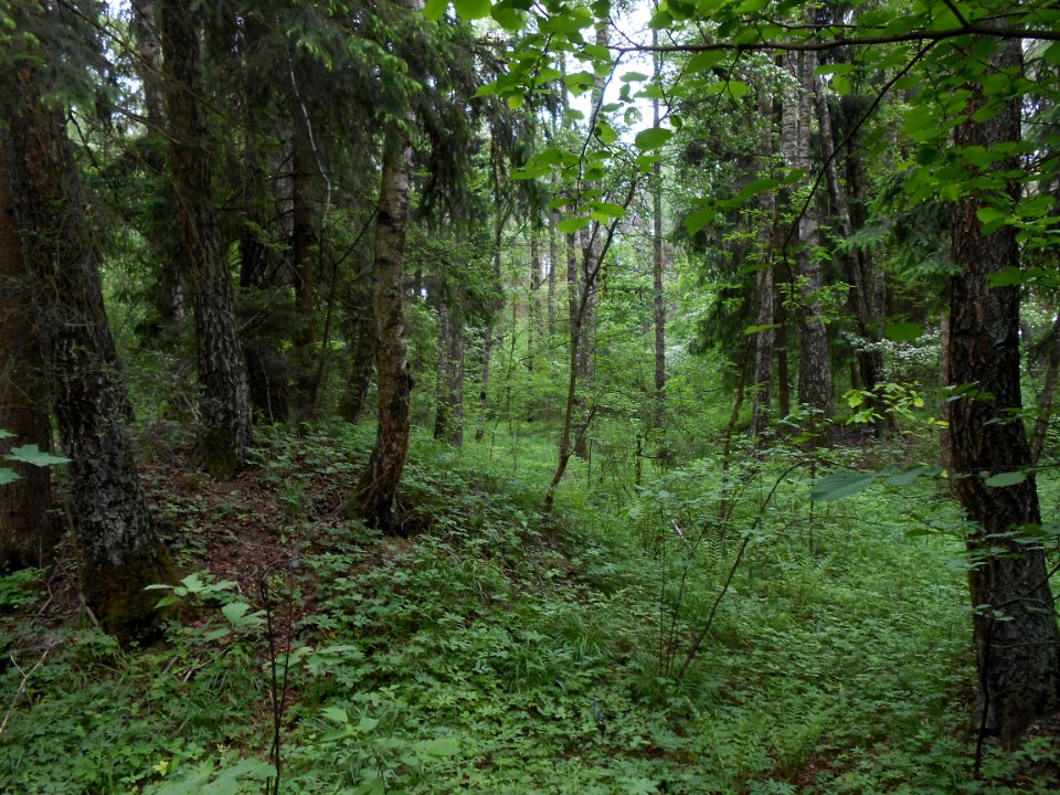Gnezdovo complex - Forest kurgan group - 11