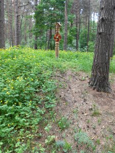 Gnezdovo complex - Forest kurgan group - 03