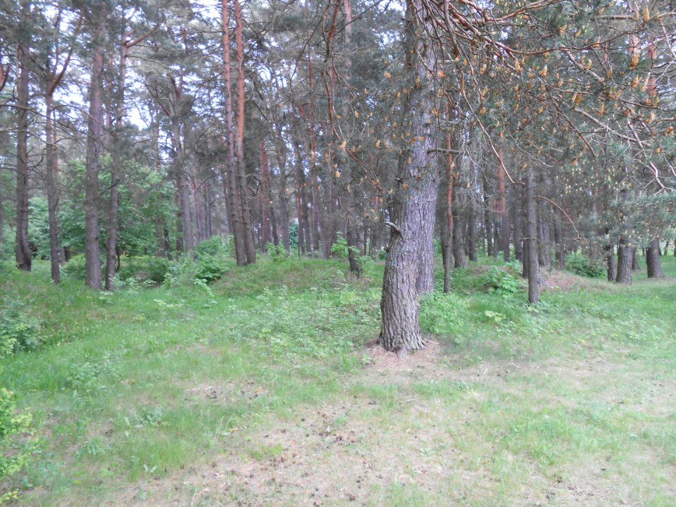 Gnezdovo complex - Forest kurgan group - 19