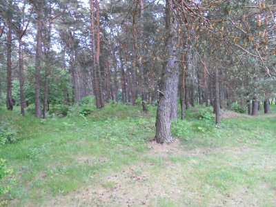 Gnezdovo complex - Forest kurgan group - 19