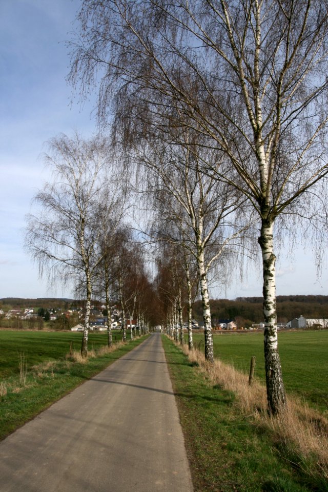 Goddert Westerwald Birch Alley