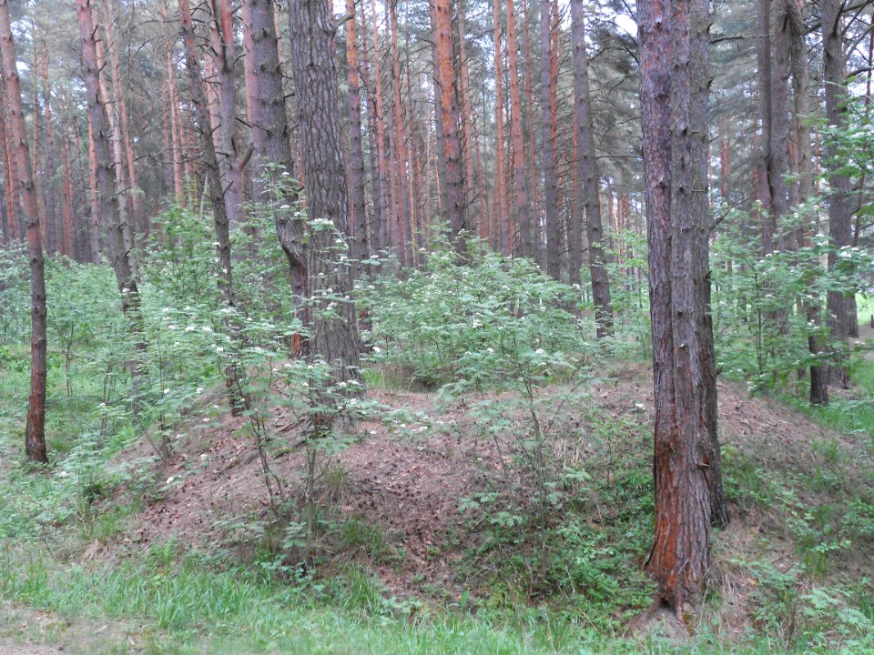 Gnezdovo complex - Forest kurgan group - 23